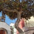 Información sobre el ficus de San Nicolás